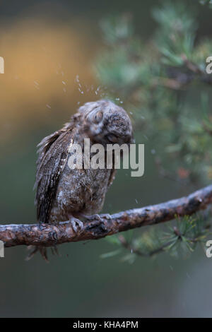 Eurasian scops owl otus scops zwergohreule ( / ), perché sur une branche d'un pin, secouant l'eau de son plumage, de secouer sa tête, drôle de petit Banque D'Images