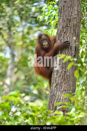 L'orang-outan de Bornéo central ( Pongo pygmaeus wurmbii ) sur l'arbre dans l'habitat naturel. la nature sauvage dans la forêt tropicale de Bornéo en Indonésie. Banque D'Images