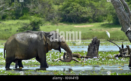 L'éléphant d'alimentation.les éléphants du Sri Lanka (Elephas maximus maximus) sur le marais Banque D'Images