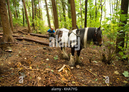 Une puissance de cheval : un homme travaillant dans les bois démontrant les compétences et les techniques traditionnelles de l'abattage des chevaux et de la récolte et de l'extraction du bois lors d'une journée portes ouvertes dans le Woodland Trust a géré Pen y Coed Woodland Woodland. Llangollen, Clwyd, pays de Galles, Royaume-Uni Banque D'Images