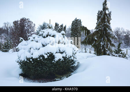 Beau sapin bleu sous la neige en hiver Banque D'Images