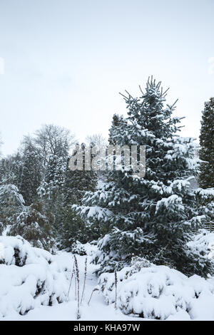 Beau sapin bleu sous la neige en hiver Banque D'Images