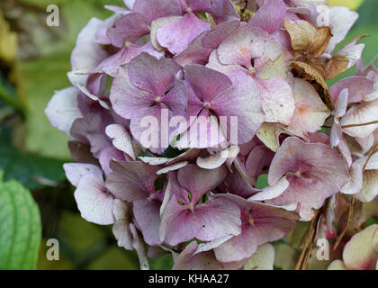 L'hortensia fleur avec pétales mauve et bleu délavé Banque D'Images
