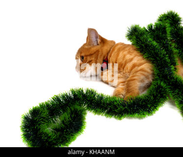 Chaton à tête rouge couché sur le côté dans les guirlandes de Noël et à l'écart, se reposant après la célébration du nouvel an. isolé sur fond blanc. Banque D'Images