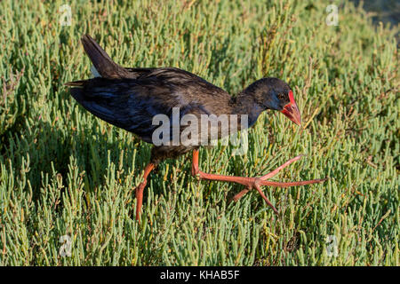 Grouse (Porphyrio porphyrio purple), de s'alimenter dans glassworts (Salicornia), zones humides, Albufera Park, Majorque, Espagne Banque D'Images