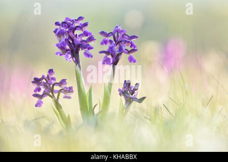 Green-winged orchid (anacamptis morio), Thuringe, Allemagne Banque D'Images