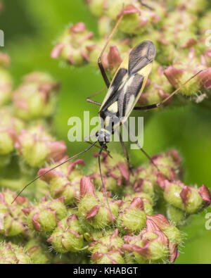 Grypocoris stysi punaises mirides, sur l'ortie. Tipperary, Irlande. Banque D'Images