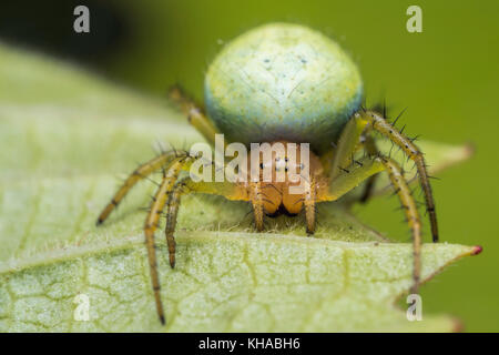 Orb vert Concombre (araignée Araniella sp.) sur la partie inférieure de la feuille. Tipperary, Irlande. Banque D'Images
