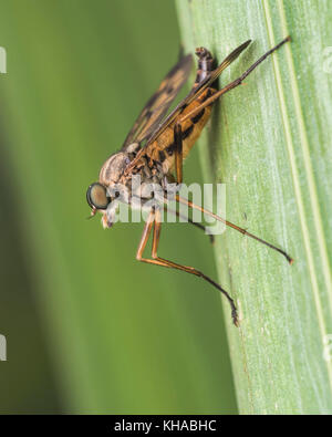 Downlooker Snipefly (Rhagio scolopaceus) sur la végétation pondside. Tipperary, Irlande. Banque D'Images