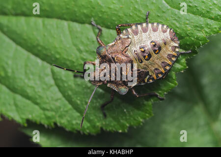 Forest Shieldbug dernier stade nymphe (Pentatoma rufipes) sur la feuille. Tipperary, Irlande Banque D'Images