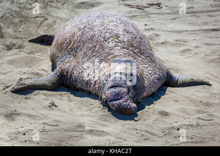 Vieux léphant (Mirounga angustirostris) est dans le sable, près de San Simeon, California, USA Banque D'Images