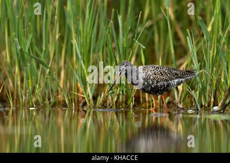 Chevalier arlequin (Tringa erythropus), sur le parc national de Kiskunsag, fourrage, Hongrie Banque D'Images