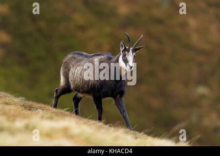 Chamois (Rupicapra rupicapra), de chèvre en robe d'hiver, vosges, Alsace, Lorraine, France Banque D'Images