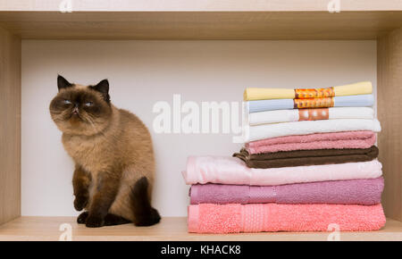 L'emplacement près du chat triste pile de serviettes. persian shot-cutted cat allongé près d'une pile de serviettes colorées sur une étagère. Banque D'Images