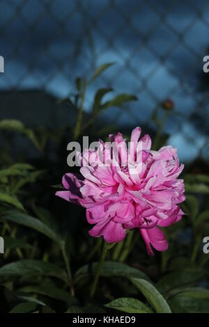 Dahlia décoratif rose fleur sur un fond gris et nuageux le soir. Banque D'Images