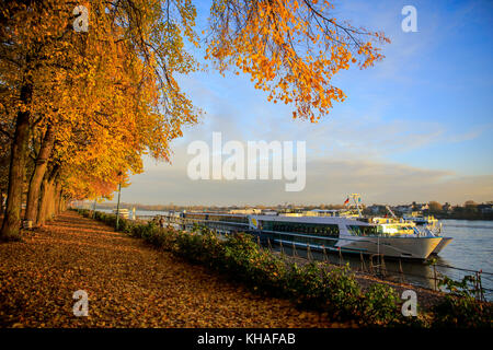 Les feuilles des arbres colorés à l'automne sur la banque du Rhin à Bonn en Allemagne. Banque D'Images