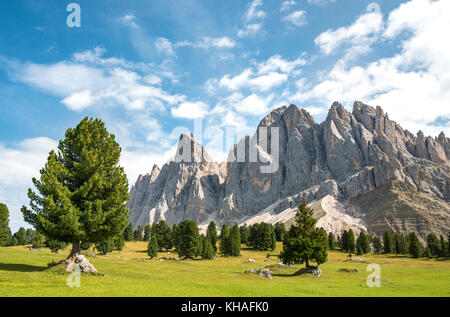 Prairie de montagne près de Gschnagenhardt Alm, dans le dos Geislerspitzen, Villnösstal, Sass Rigais, Dolomites, Tyrol du Sud, Italie Banque D'Images