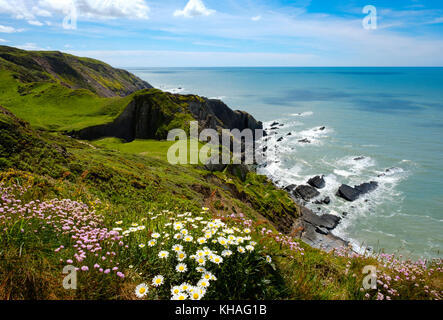 Côte escarpée, Hartland quay, Hartland, Devon, Angleterre, Grande-Bretagne Banque D'Images
