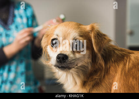 Médecin vétérinaire examine un chien bâtard à vet ambulance. chien ressemble à l'appareil photo. infirmière seringue de remplissage en arrière-plan. Banque D'Images