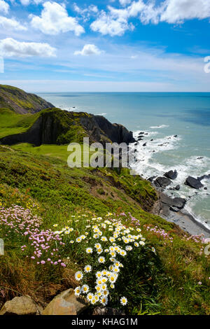 Côte escarpée, Hartland quay, Hartland, Devon, Angleterre, Grande-Bretagne Banque D'Images