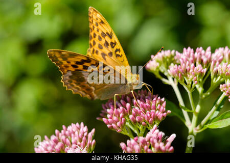 Silver-lavé fritillary (Argynnis paphia) sur l'eau de fleur est (Eupatorium cannabinum), Bavière, Allemagne Banque D'Images