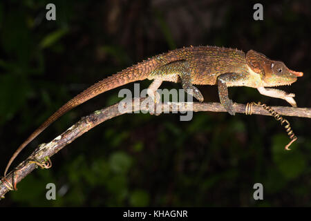 Calumma crypticum cryptiques (CAMÉLÉON), homme, parc national de Ranomafana, madagascar Banque D'Images