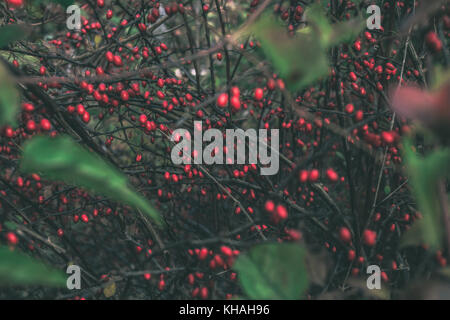 Branches de l'épine-vinette (Berberis thunbergii) var atropurpurea avec beaucoup de petits fruits, hip-comme à l'automne, de couleur rouge, dans la région de city park, Belgrade Banque D'Images