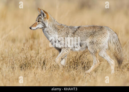 Coyotes (Canis latrans) chassant les souris dans le parc national de Yellowstone Banque D'Images