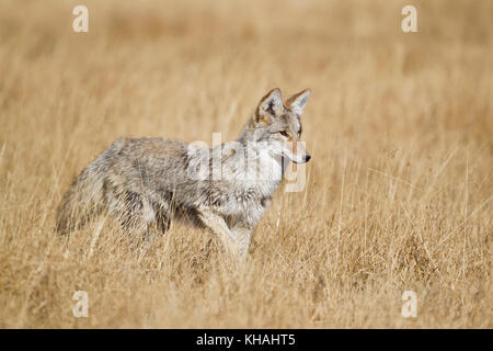 Coyotes (Canis latrans) chassant les souris dans le parc national de Yellowstone Banque D'Images