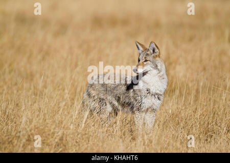 Coyotes (Canis latrans) chassant les souris dans le parc national de Yellowstone Banque D'Images