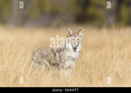 Coyotes (Canis latrans) chassant les souris dans le parc national de Yellowstone Banque D'Images