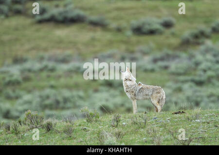 Coyote (Canis latrans) hurlant dans le parc national de Yellowstone Banque D'Images