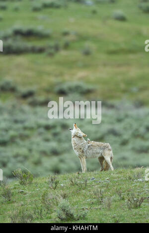 Coyote (Canis latrans) hurlant dans le parc national de Yellowstone Banque D'Images