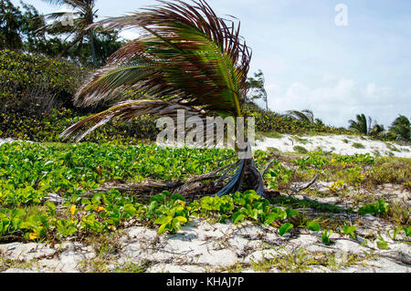 Silver Sands Beach silversands ; ; ; Christ Church Barbados Banque D'Images