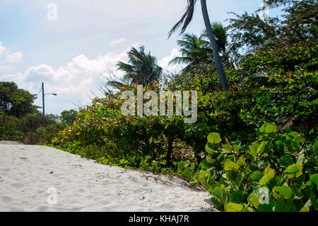 Silver Sands Beach silversands ; ; ; Christ Church Barbados Banque D'Images