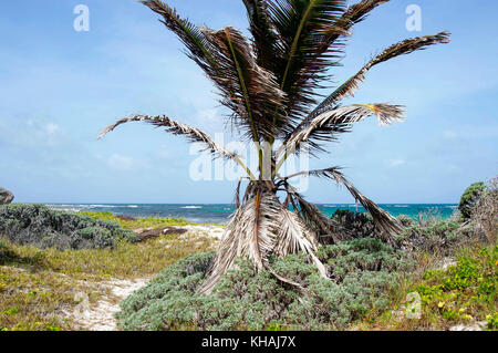 Silver Sands Beach silversands ; ; ; Christ Church Barbados Banque D'Images