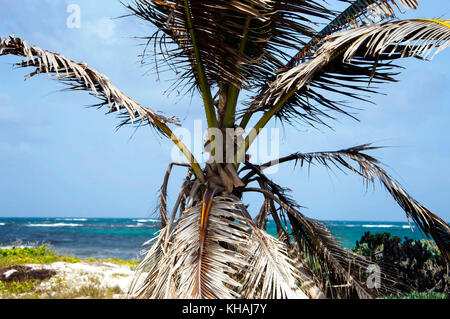 Silver Sands Beach silversands ; ; ; Christ Church Barbados Banque D'Images