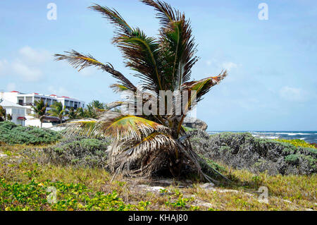 Silver Sands Beach silversands ; ; ; Christ Church Barbados Banque D'Images