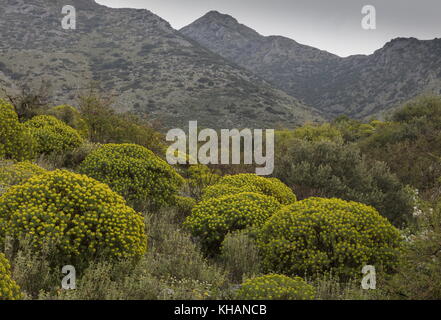 Les fleurs de printemps dans la péninsule de Mani, dominé par des euphorbes. Péloponnèse, Grèce. Banque D'Images