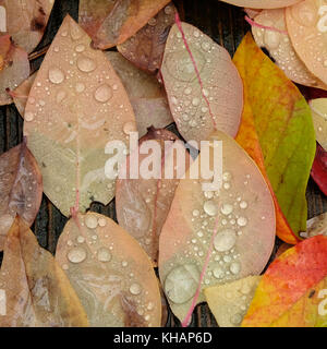L'automne les feuilles multicolores en orange, jaune, vert et orange, couleurs humide de gouttes de pluie et la rosée tombée couchée sur une terrasse en bois dans le temps de l'automne Banque D'Images