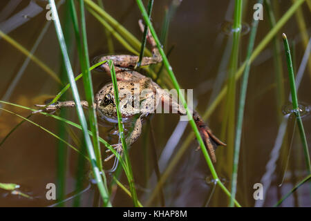 Une grenouille du Nord à pattes rouges flotte dans un étang, regardant le spectateur avec ses longues jambes et pieds gisent parmi les roseaux et les laîches (niveau des yeux POV). Banque D'Images