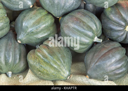 Acorn vert 'Cucurbita pepo' squash harvest, variété, turbinées organic . Banque D'Images