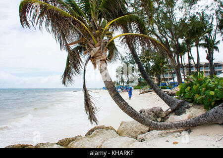 Causarina Dover Beach ; ; ; Christ Church Barbados Banque D'Images