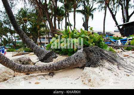 Causarina Dover Beach ; ; ; Christ Church Barbados Banque D'Images