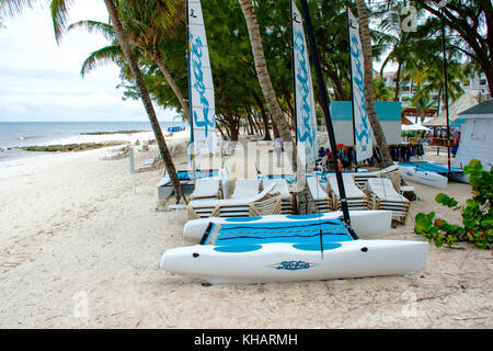 Causarina Dover Beach ; ; ; Christ Church Barbados Banque D'Images