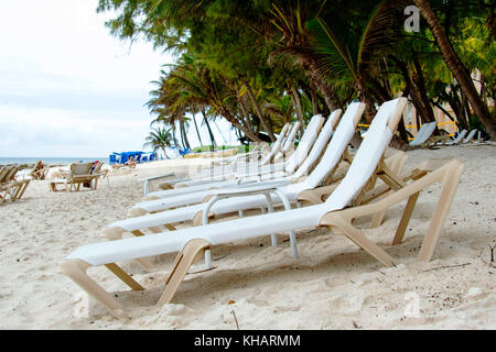 Causarina Dover Beach ; ; ; Christ Church Barbados Banque D'Images