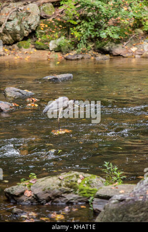 Grand héron en attente d'un poisson à passer. Banque D'Images