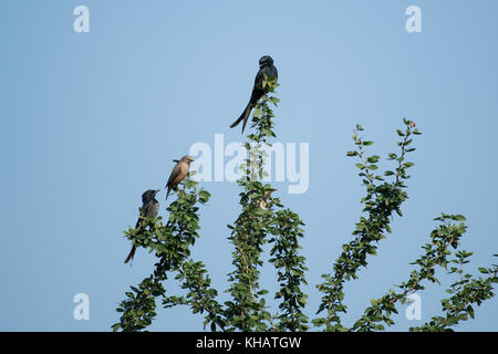 Paire de black drongo et un brahminy myna assis sur le dessus de l'arbre Banque D'Images