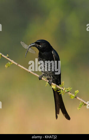 Black drongo avec sa proie assis sur la branche Banque D'Images