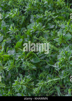 Massif de la betterave à la mer / Beta vulgaris ssp. maritima poussant sur la côte de Cornouailles. Nourriture et la restauration sur le concept sauvages. Banque D'Images